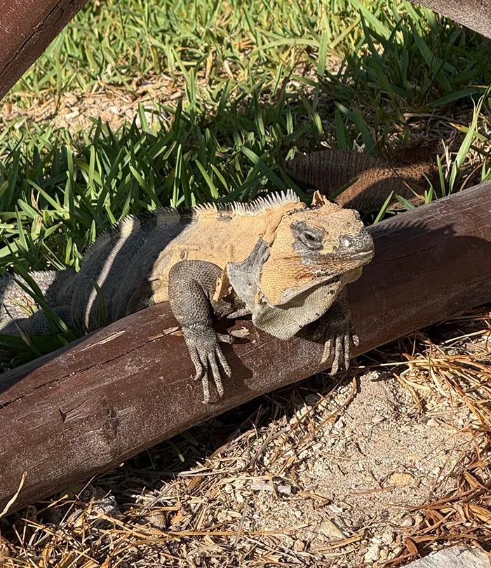A large iguana with brown and gray skin is resting on a wooden beam in a sunny outdoor area 