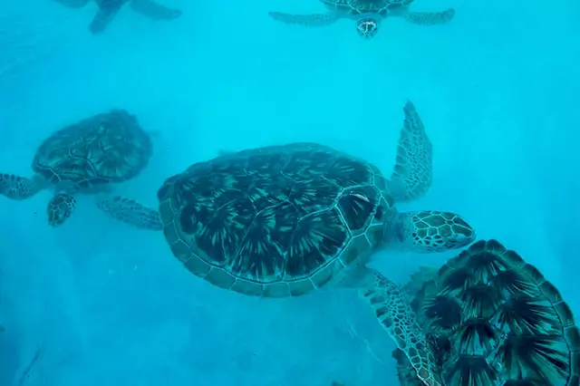 Sea turtles swimming under water.